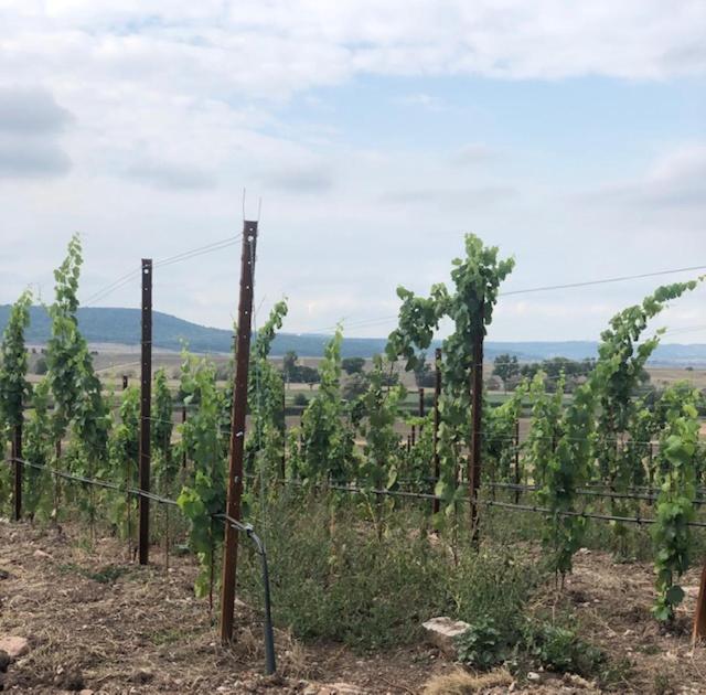 Ferienwohnung Silvaner in fränkischer Weinregion