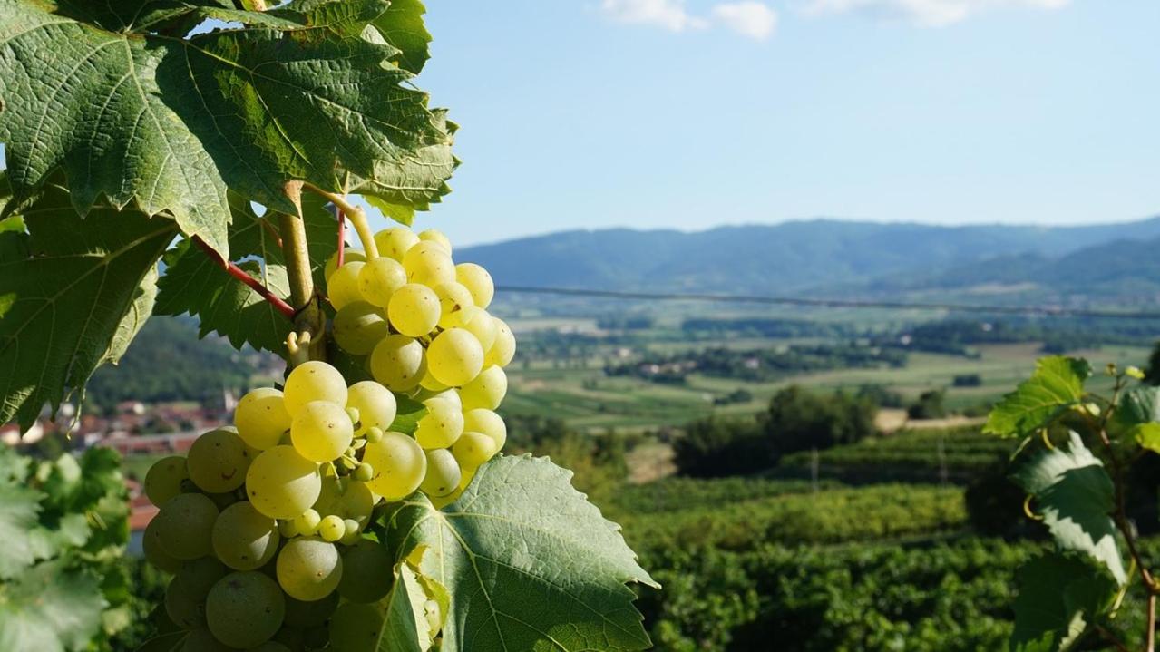 Ferienwohnung Silvaner in fränkischer Weinregion