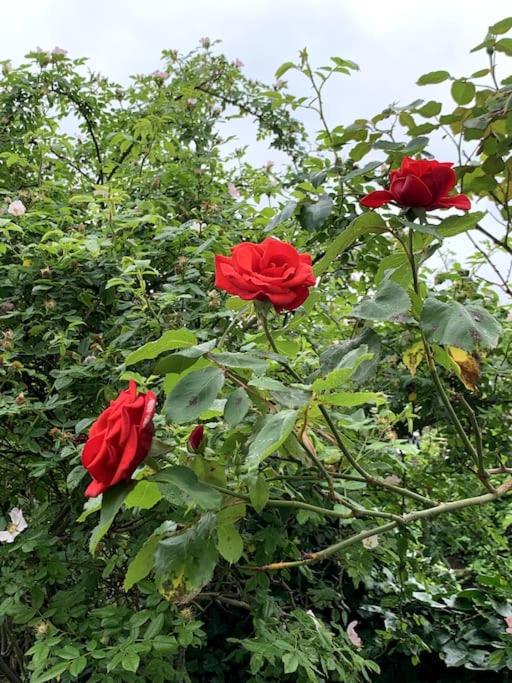 Pretty 2 bed garden apartment zone 2