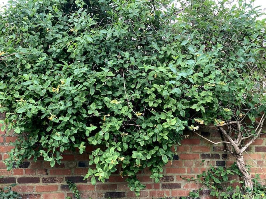 Pretty 2 bed garden apartment zone 2