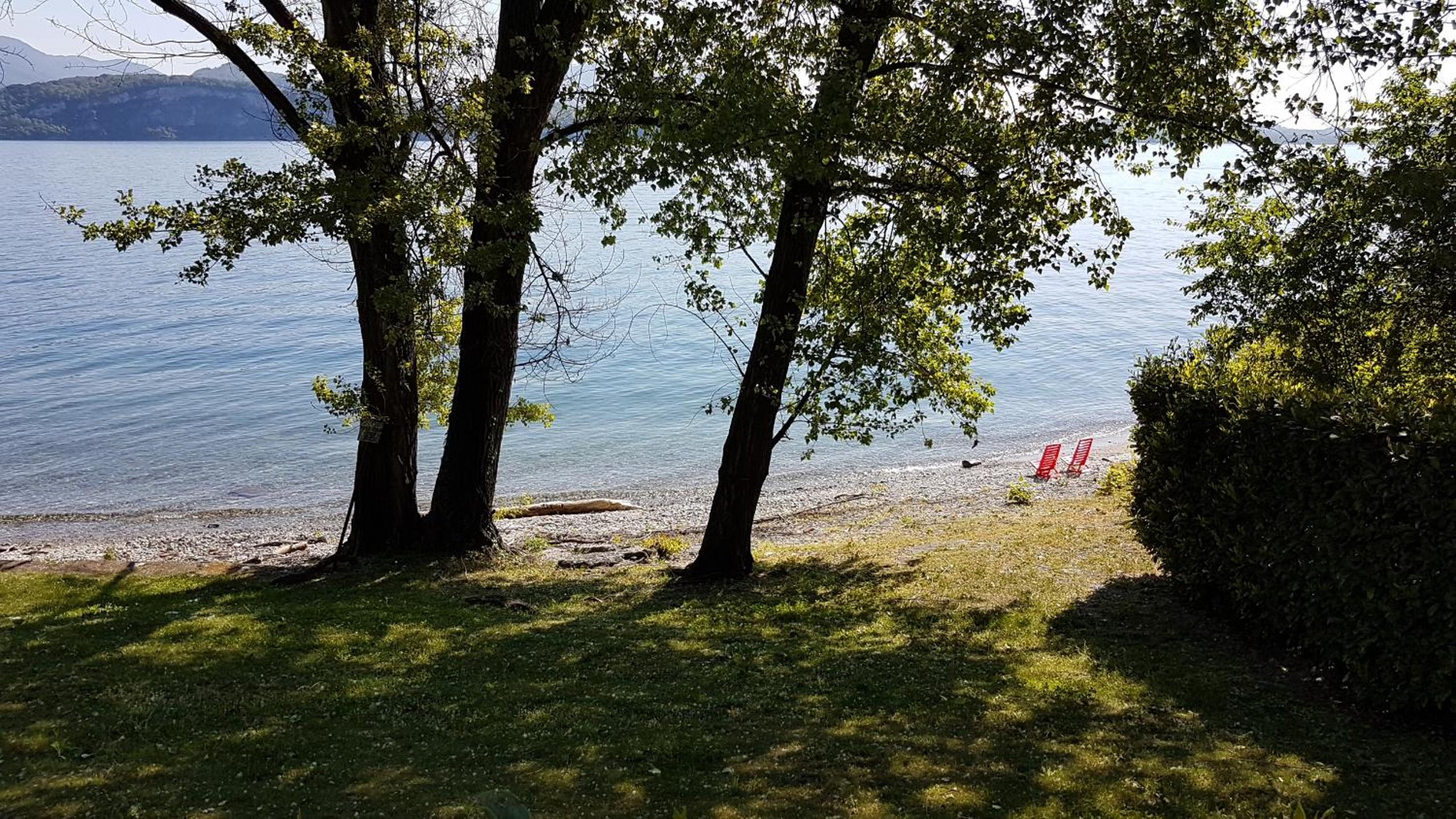 Cigno