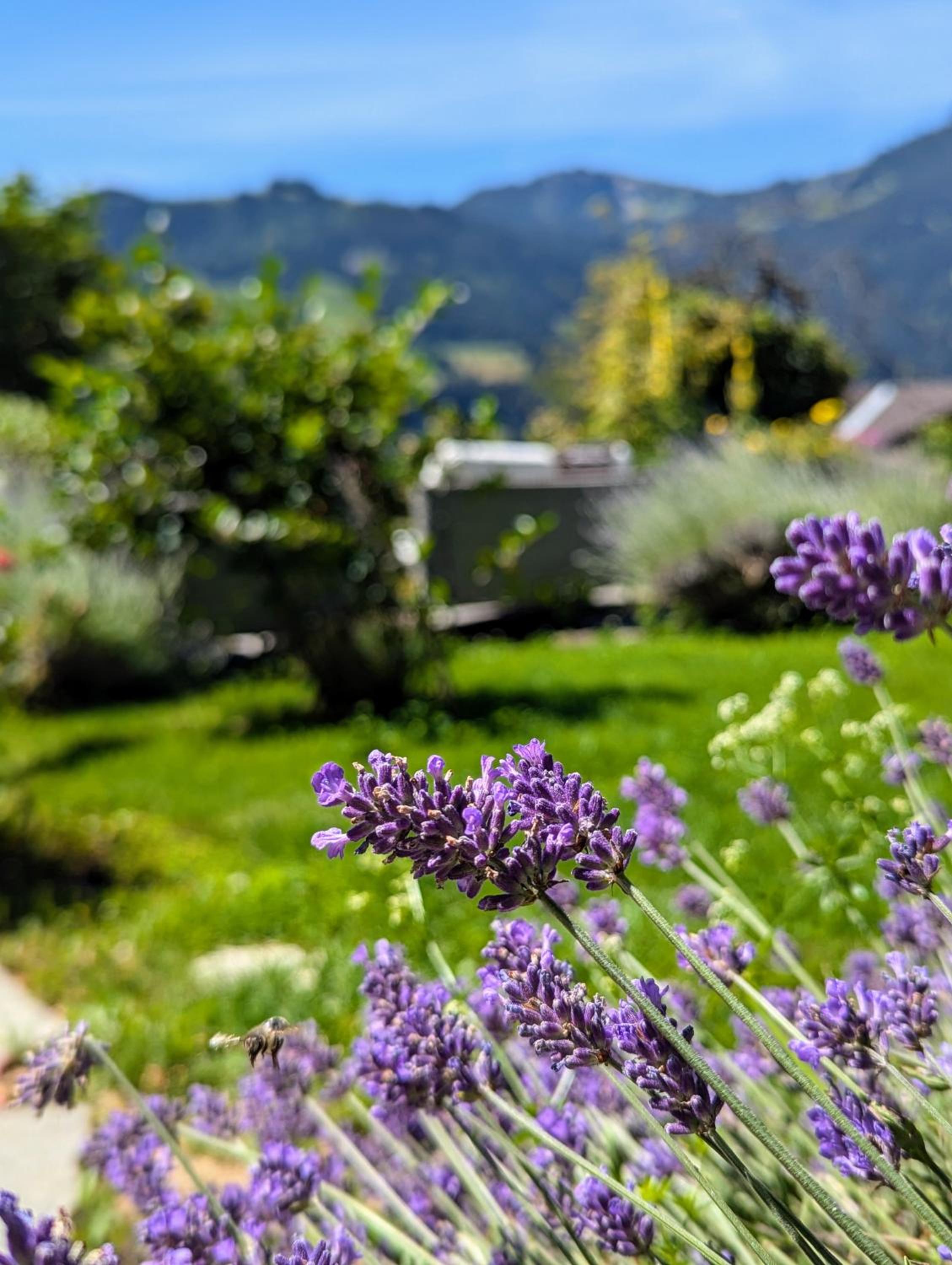 Swiss Mountain-Valley View Lodge