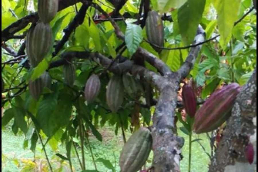 Eco-stay in Finca LOA