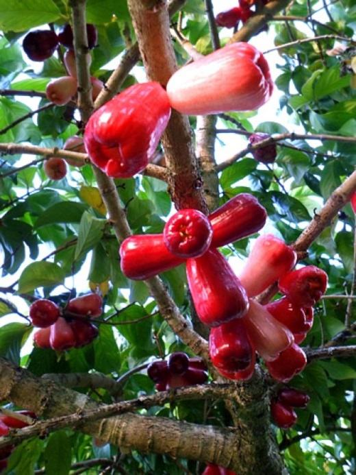 Eco-stay in Finca LOA