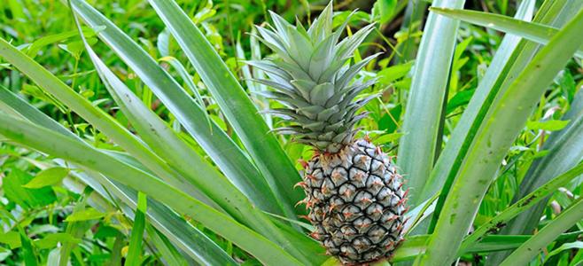 Eco-stay in Finca LOA