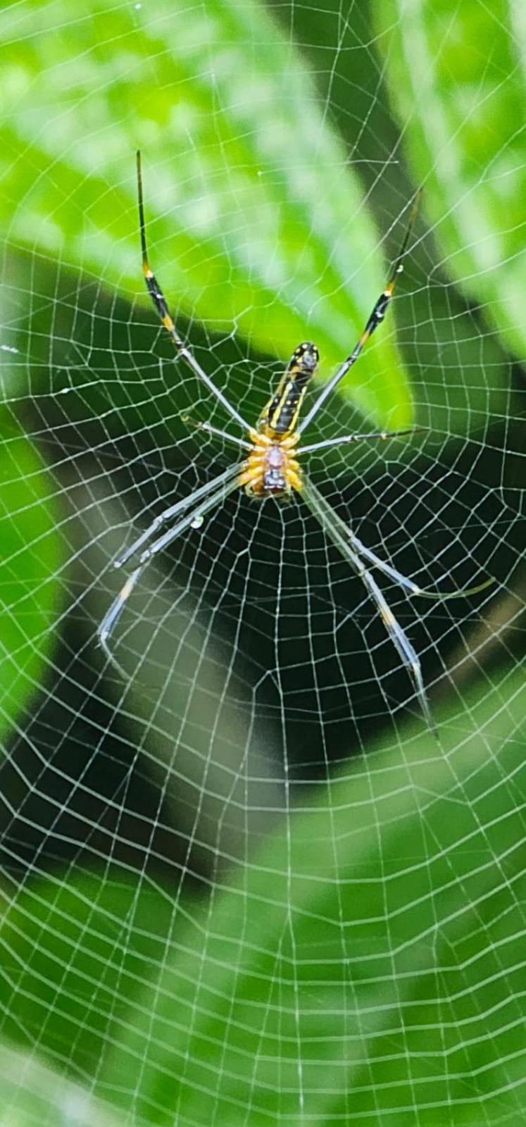 Dew Palace