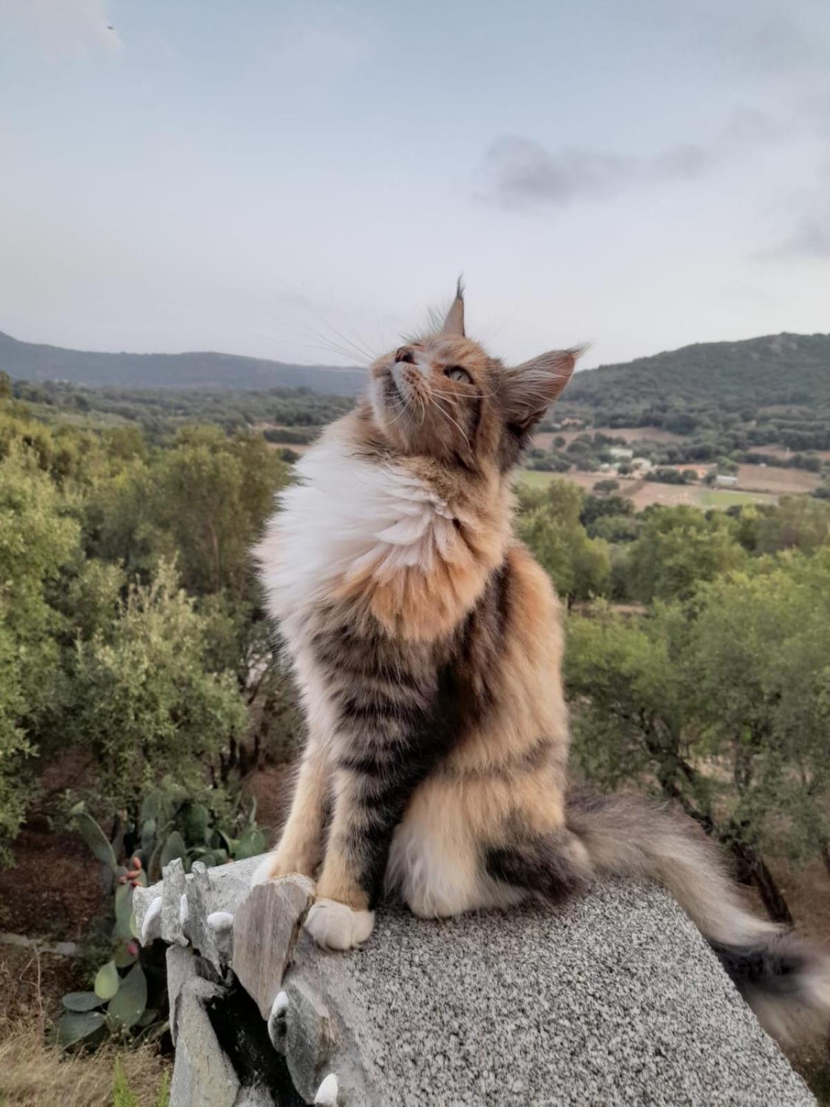 Serenella