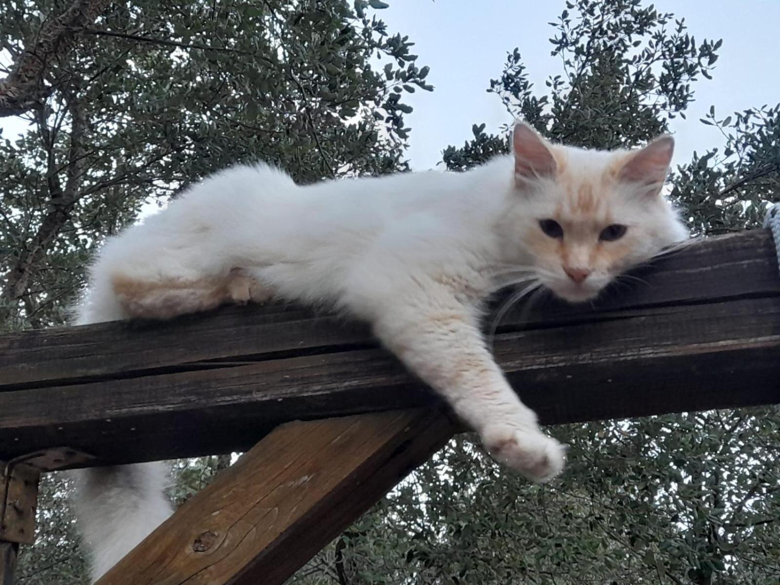 Serenella