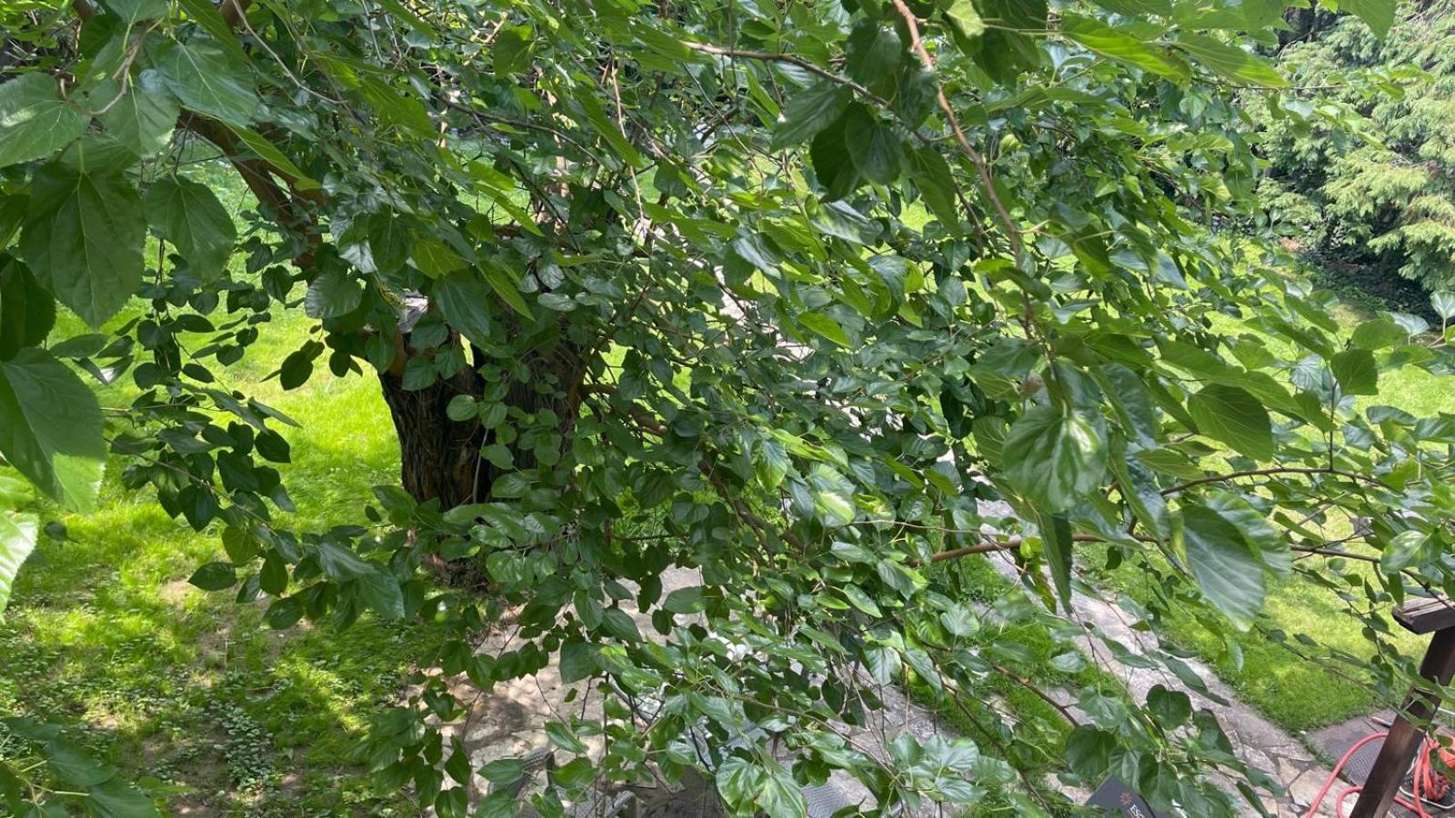 Photo 21
