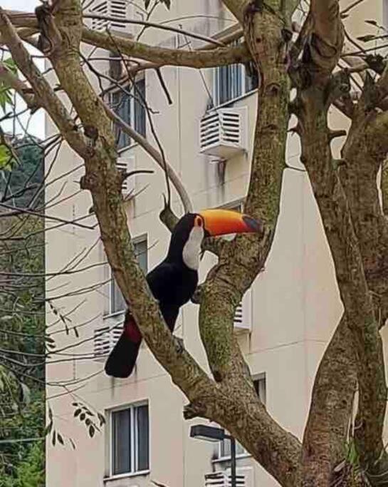 Aconchego Carioca. Seu lar longe de casa
