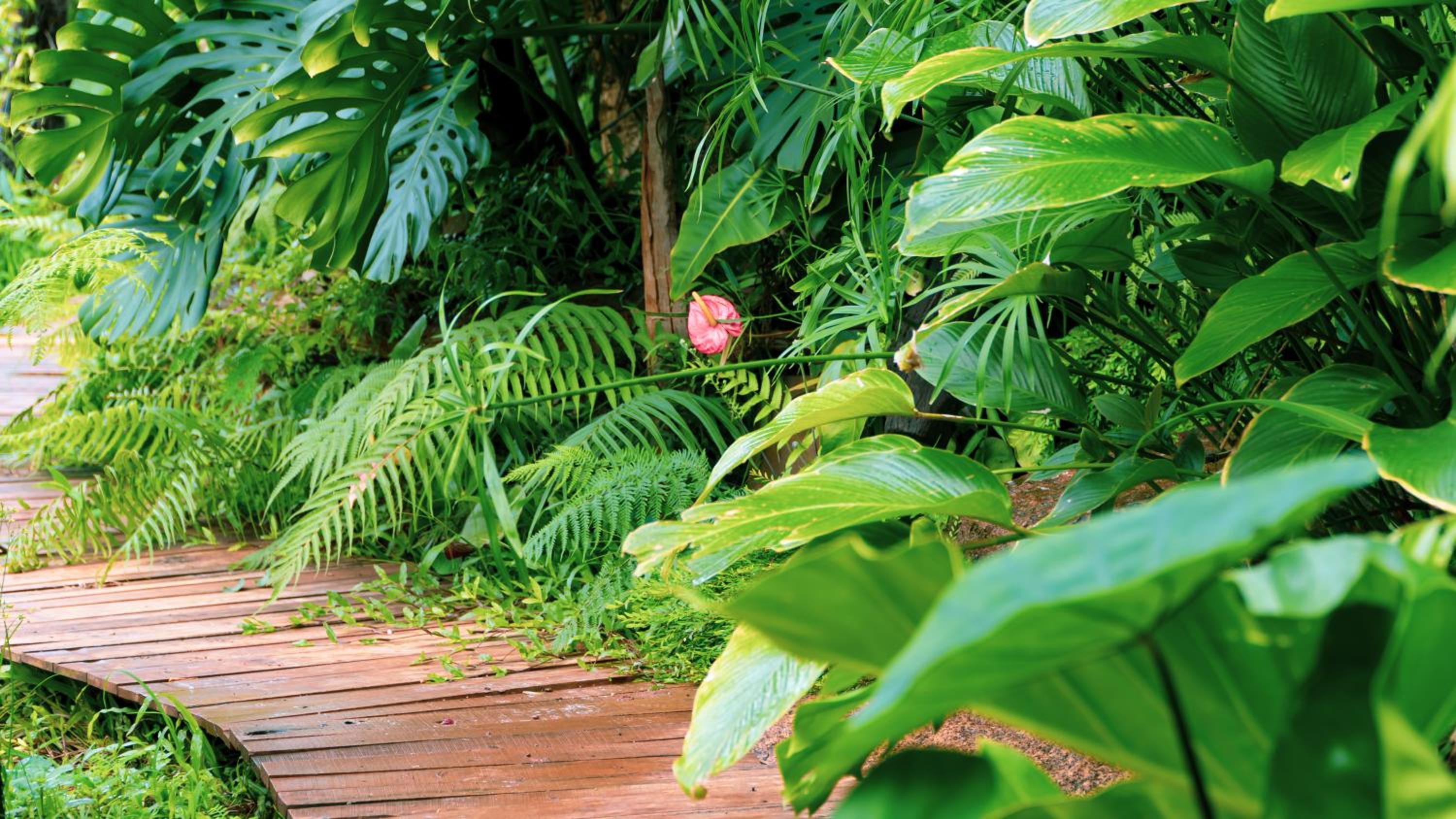 Harmony Botanical Garden Stay - 300 Plant Species, Natural Stream and Small Pool