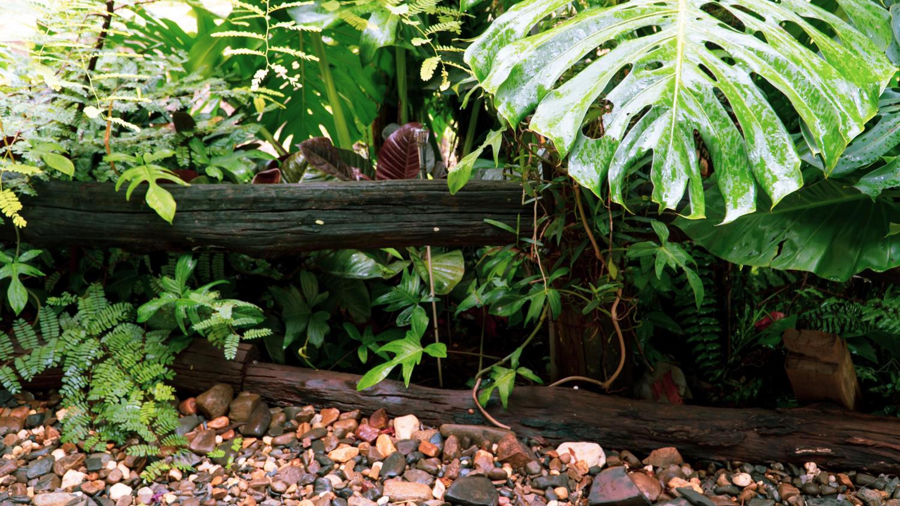 Harmony Botanical Garden Stay - 300 Plant Species, Natural Stream and Small Pool