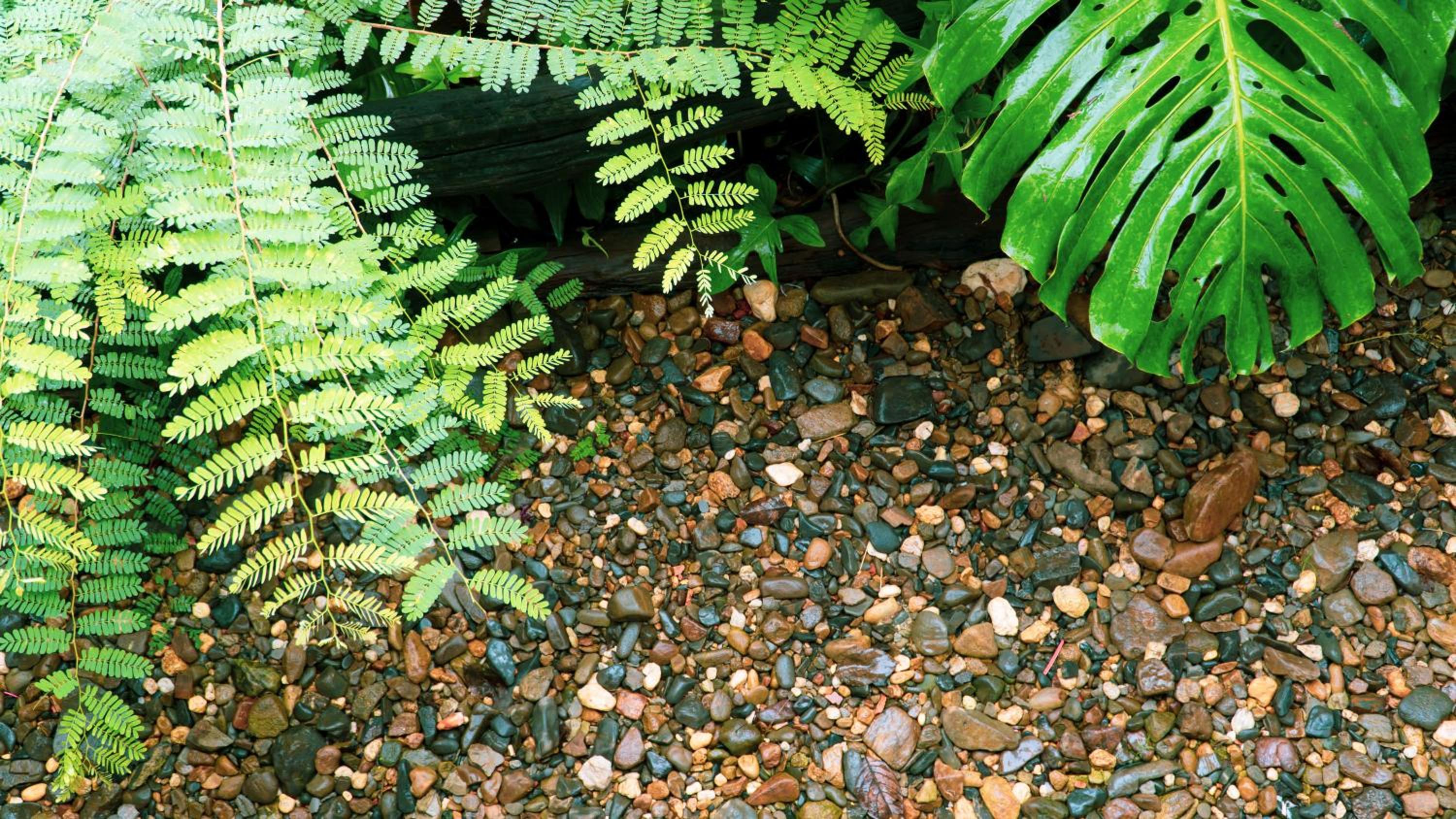 Harmony Botanical Garden Stay - 300 Plant Species, Natural Stream and Small Pool