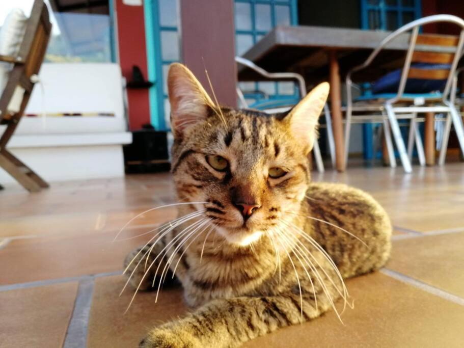 Casa de terrazas espectaculares