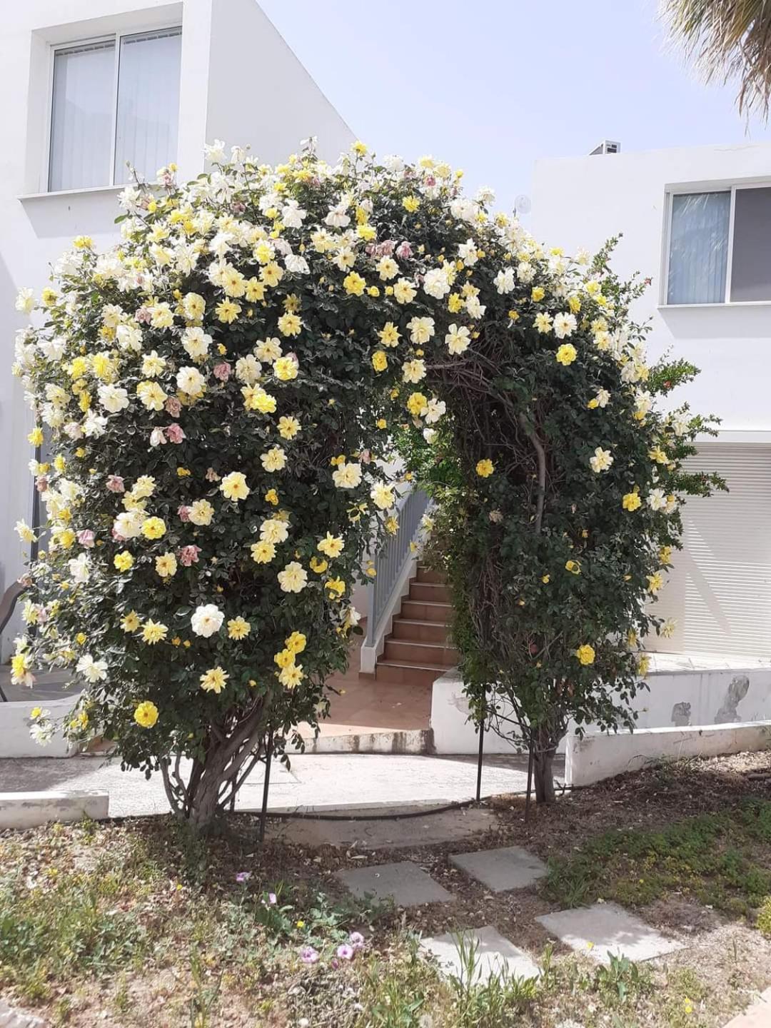 Summer Bliss Apartment Peyia
