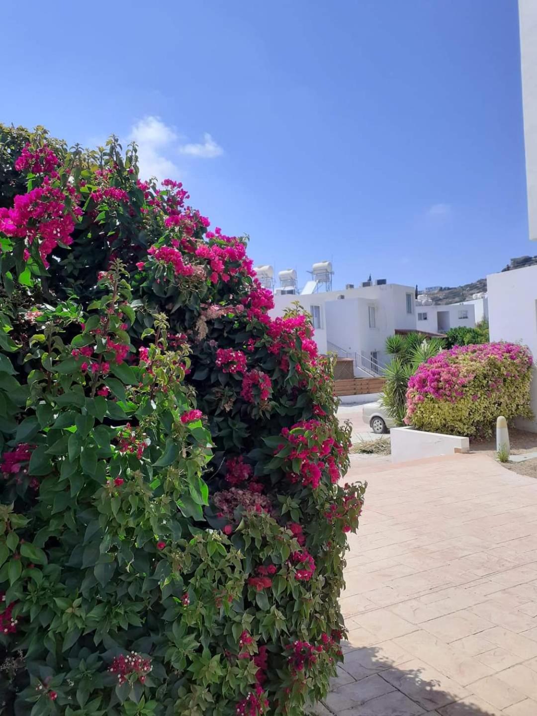 Summer Bliss Apartment Peyia