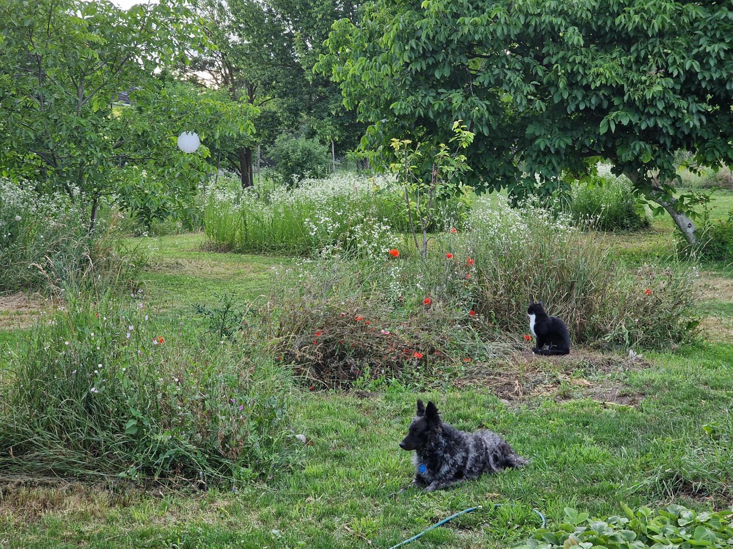 Photo 42