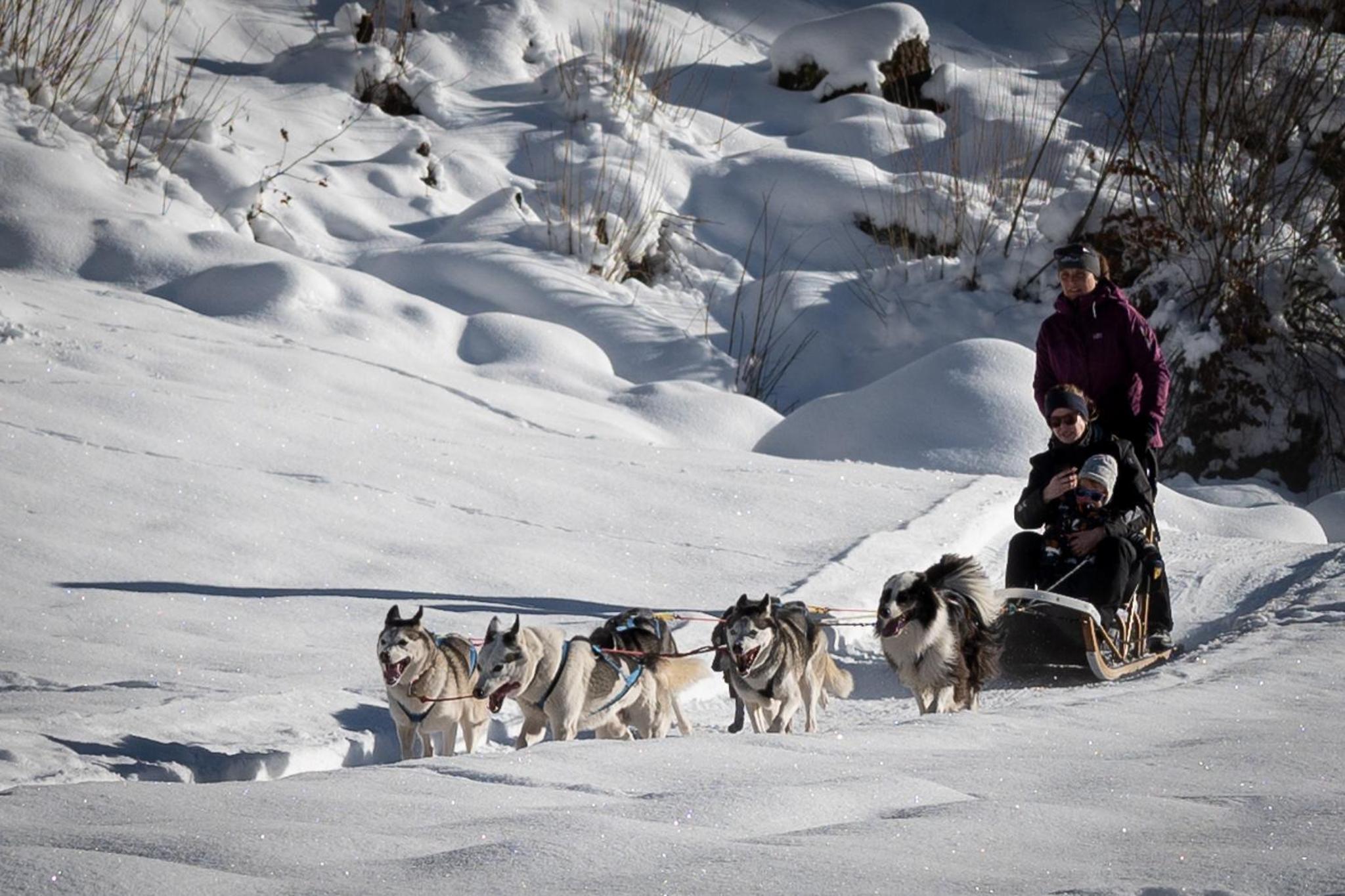 Hüttenhotel Husky Lodge