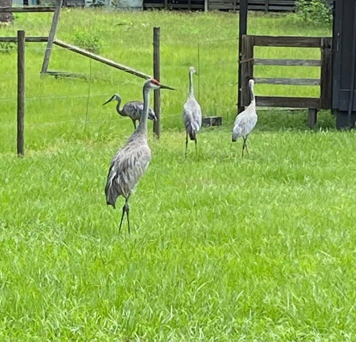 Triangle Ranch