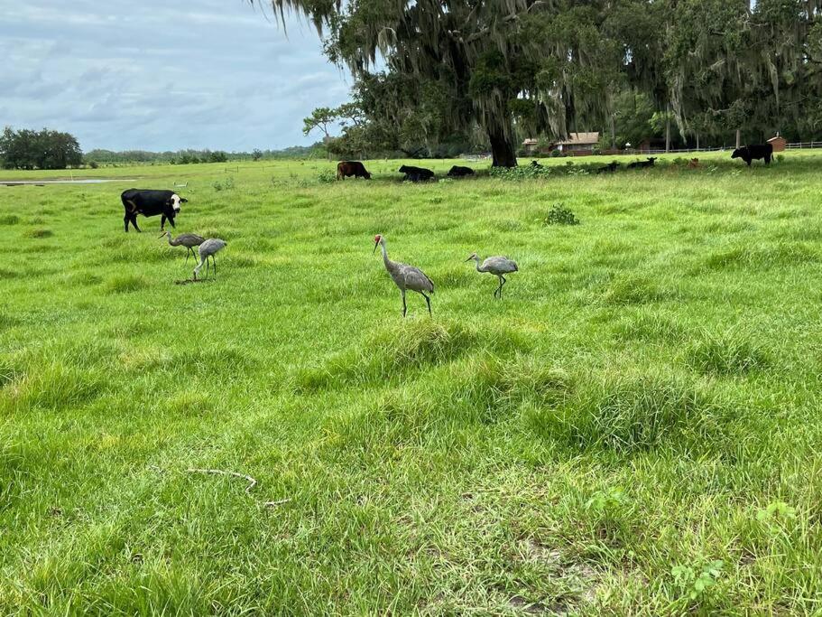 Triangle Ranch