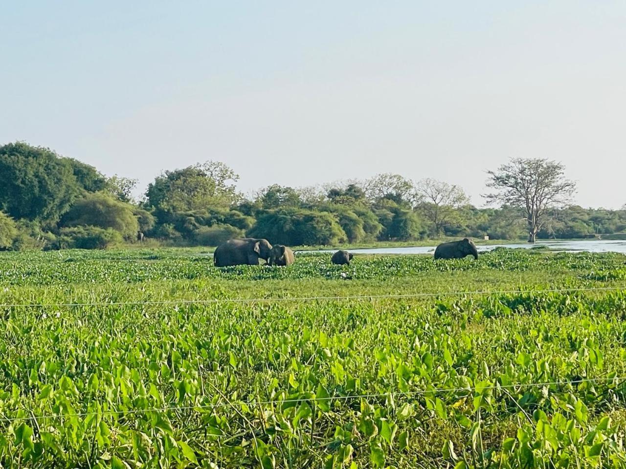 Bundala Forest Resort Yala