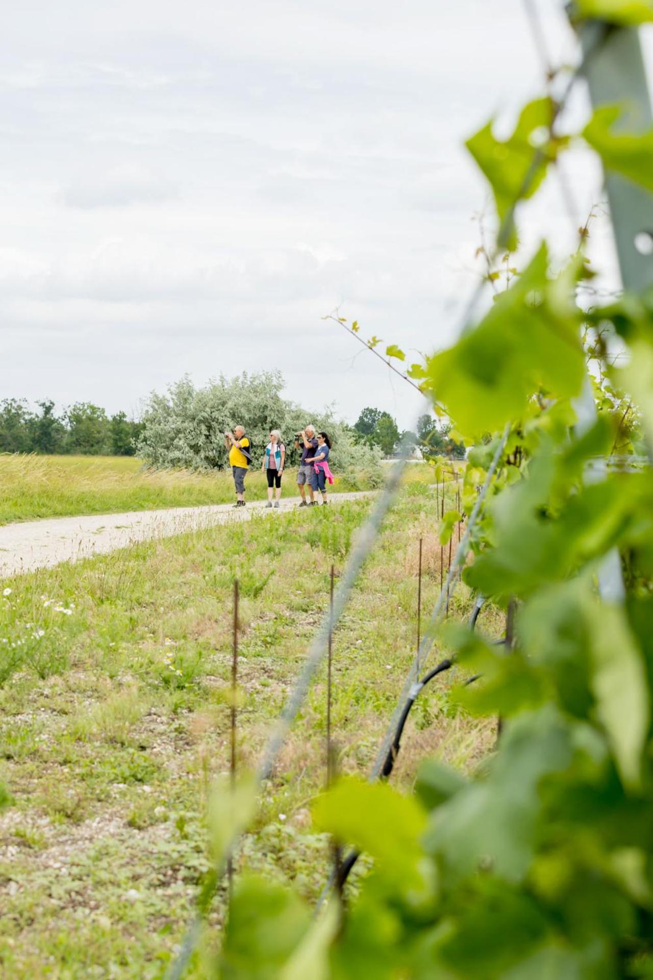 Weingut-Ferienwohnungen Sabine & Sepp Kracher