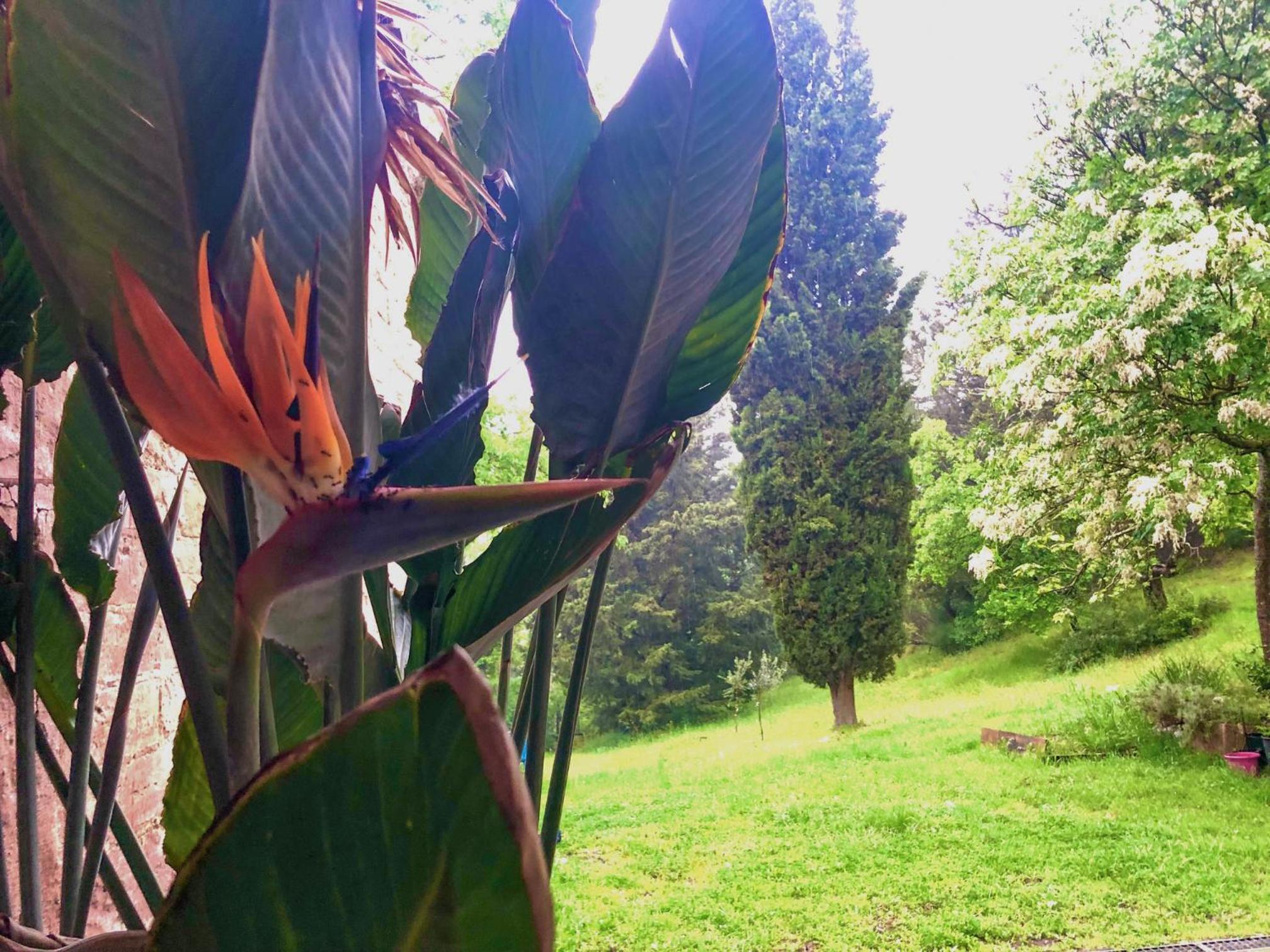 Il Bosco del Lebbio