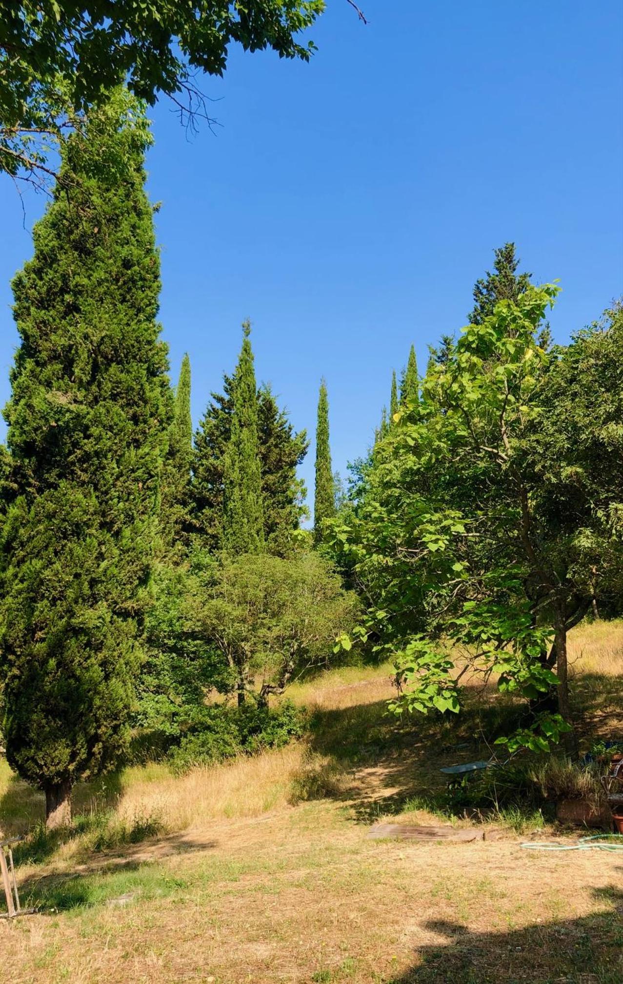 Il Bosco del Lebbio