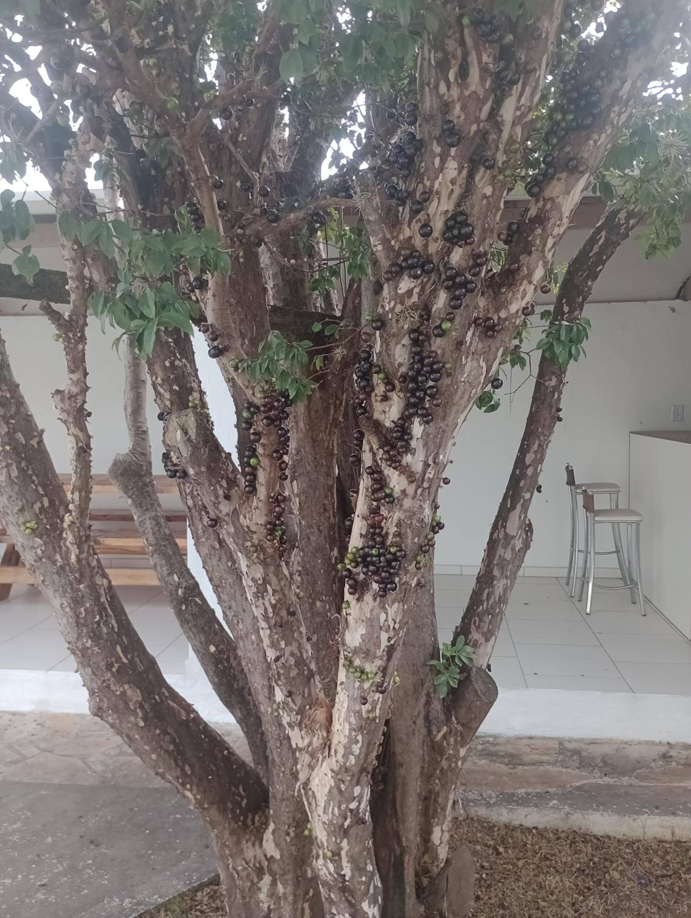 Espaço temporada Gardenias Guaratinguetá Proximo Basilica de Aparecida