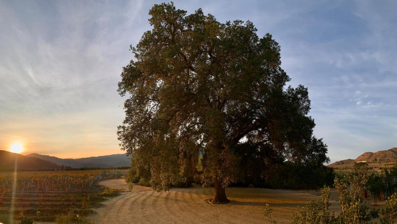 Ensenada Vacations - Bruma Wine Resort - Property Image 11