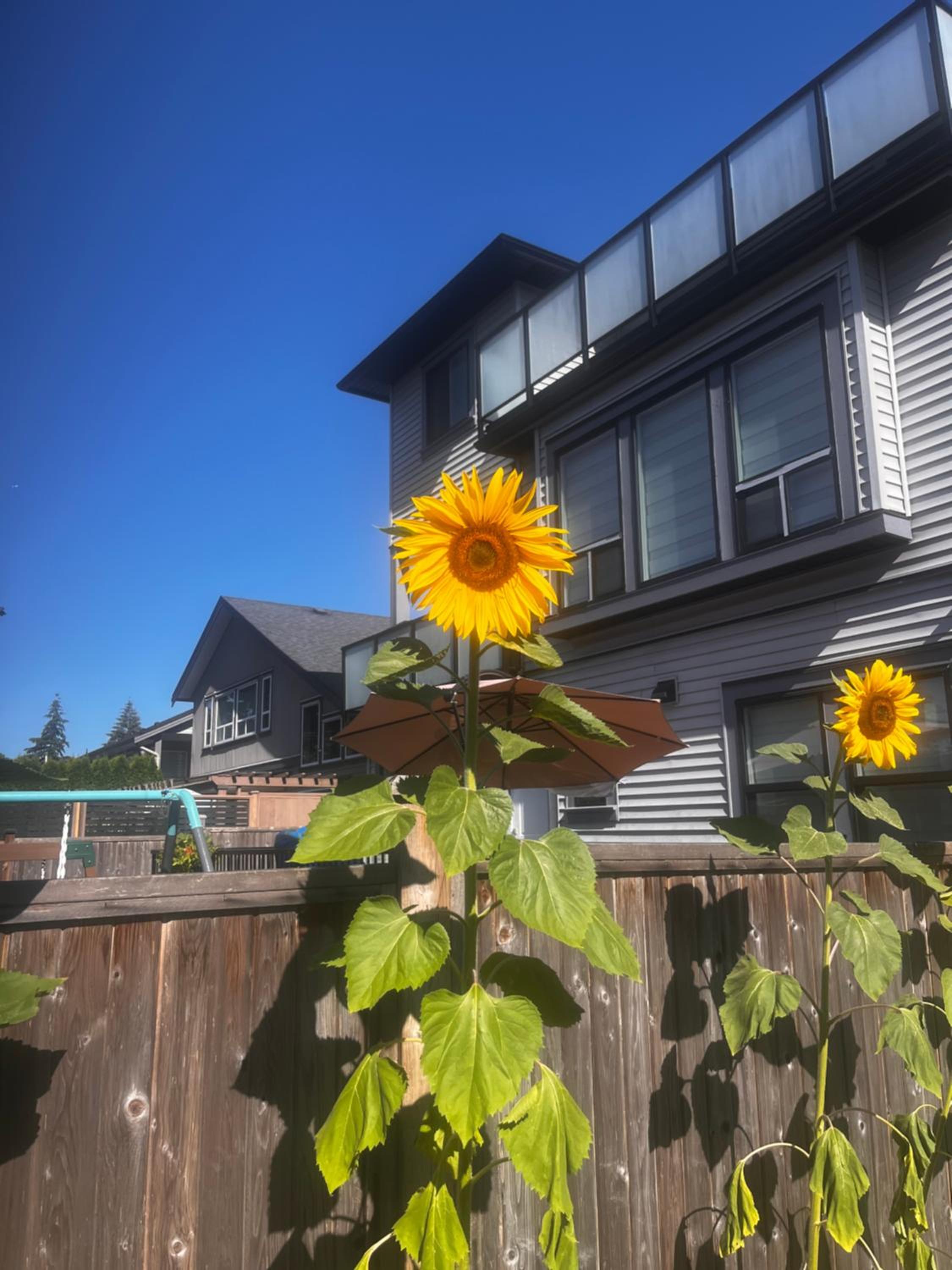 New, Spacious 2 Bedrooms in Downtown With Free Parking!