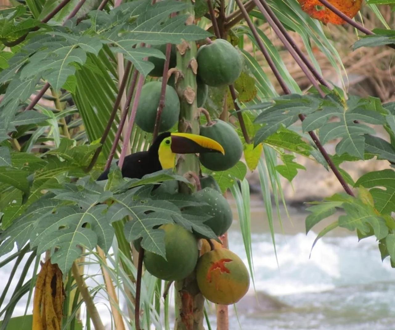 Toucan Villa -riverfront With Pool & Near A Beach