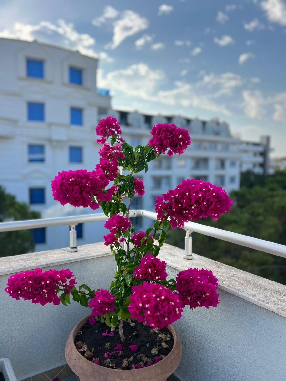 Deluxe Penthouse Golem - Mali i Robit