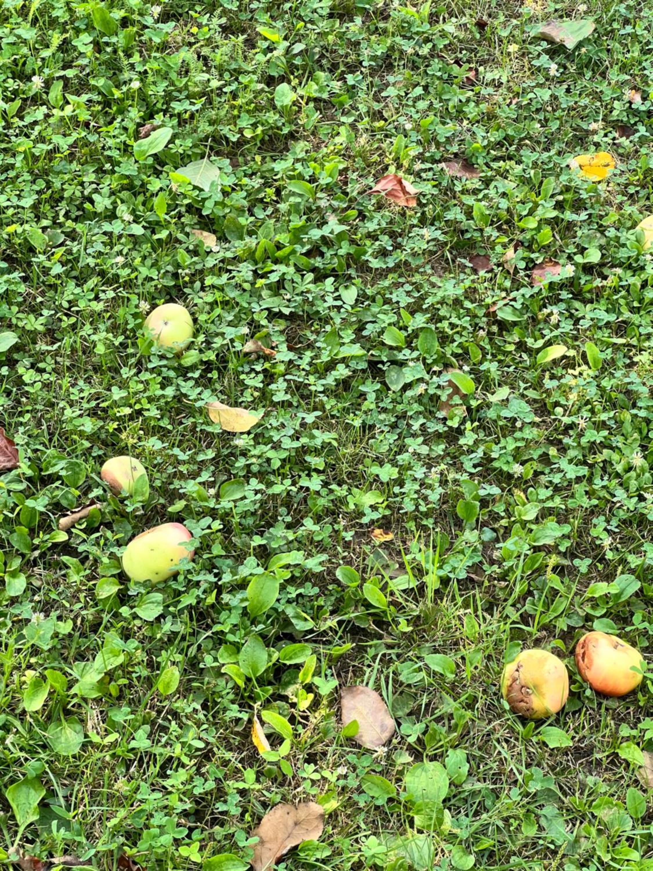 Sweet Home With Garden