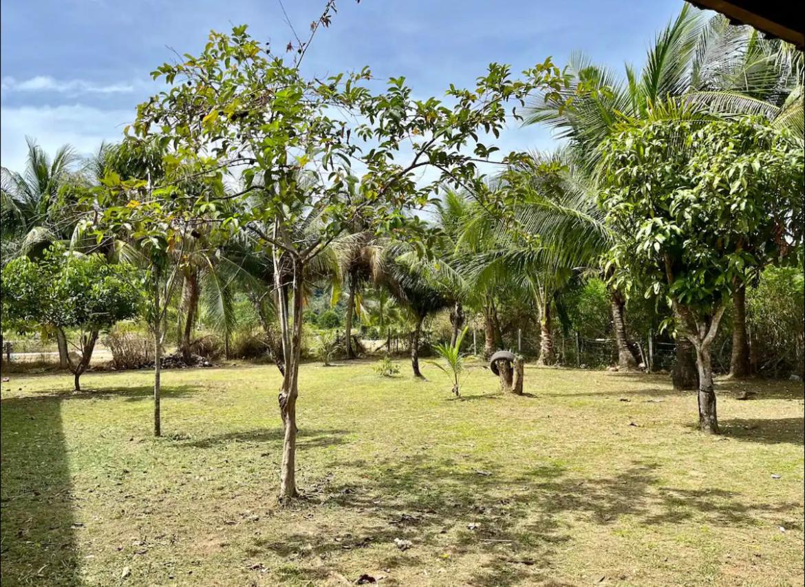 The Mangrove photo 2