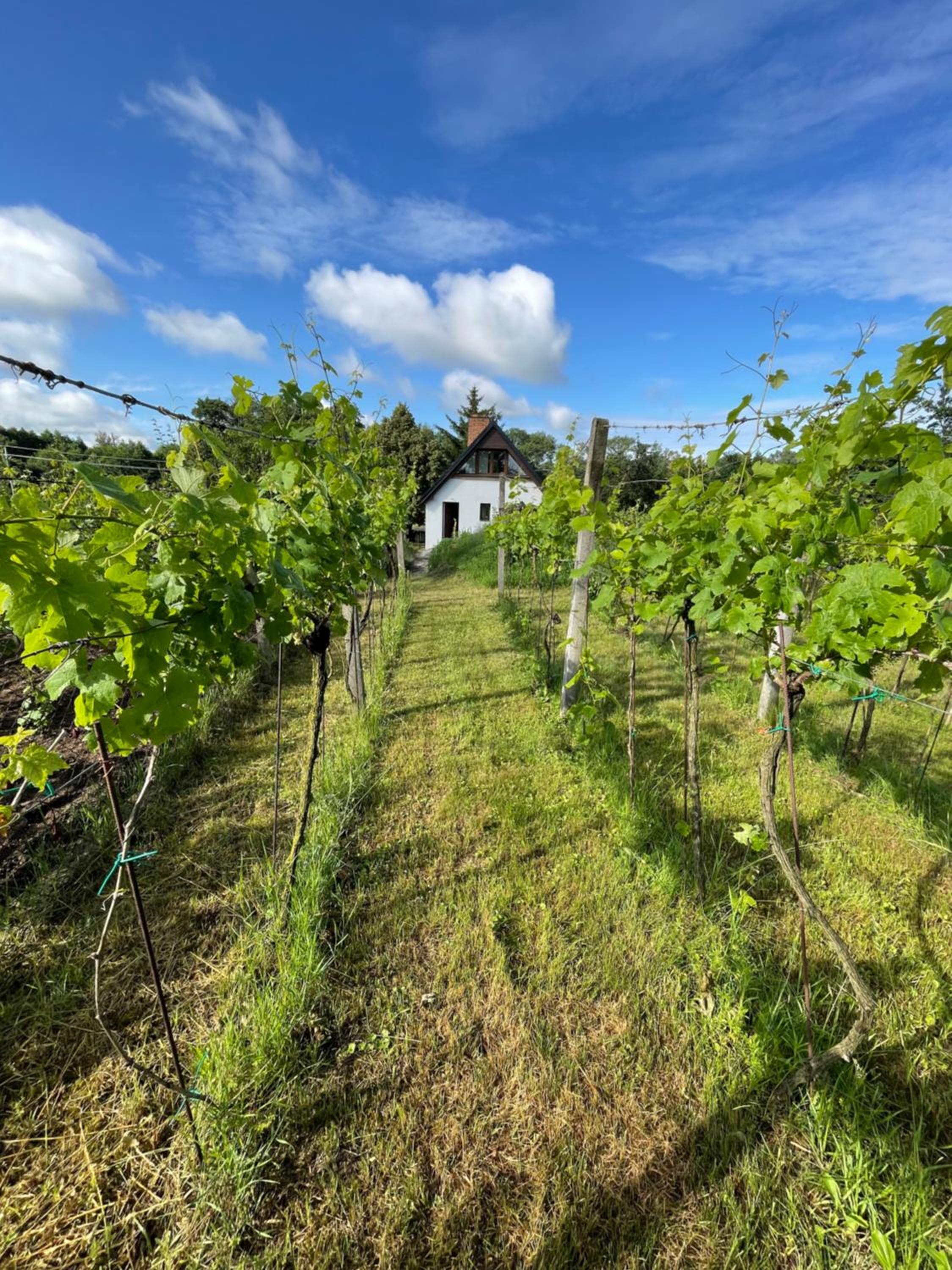 Wine & Relax Mezi Sklepy