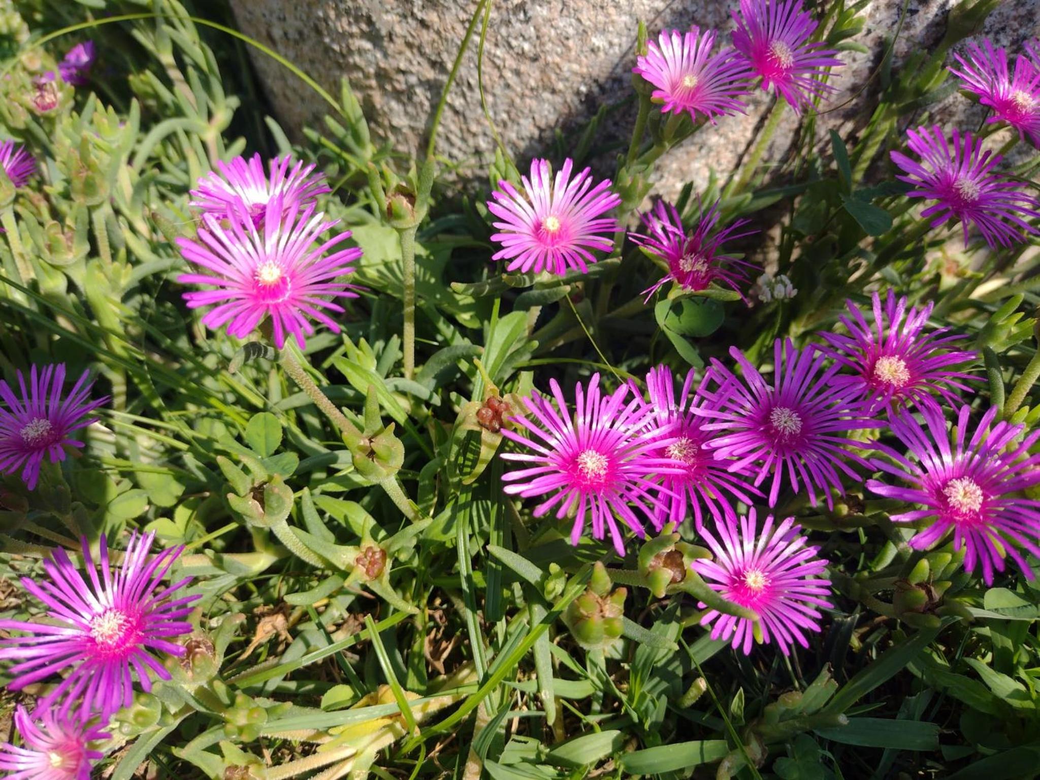 Elicriso