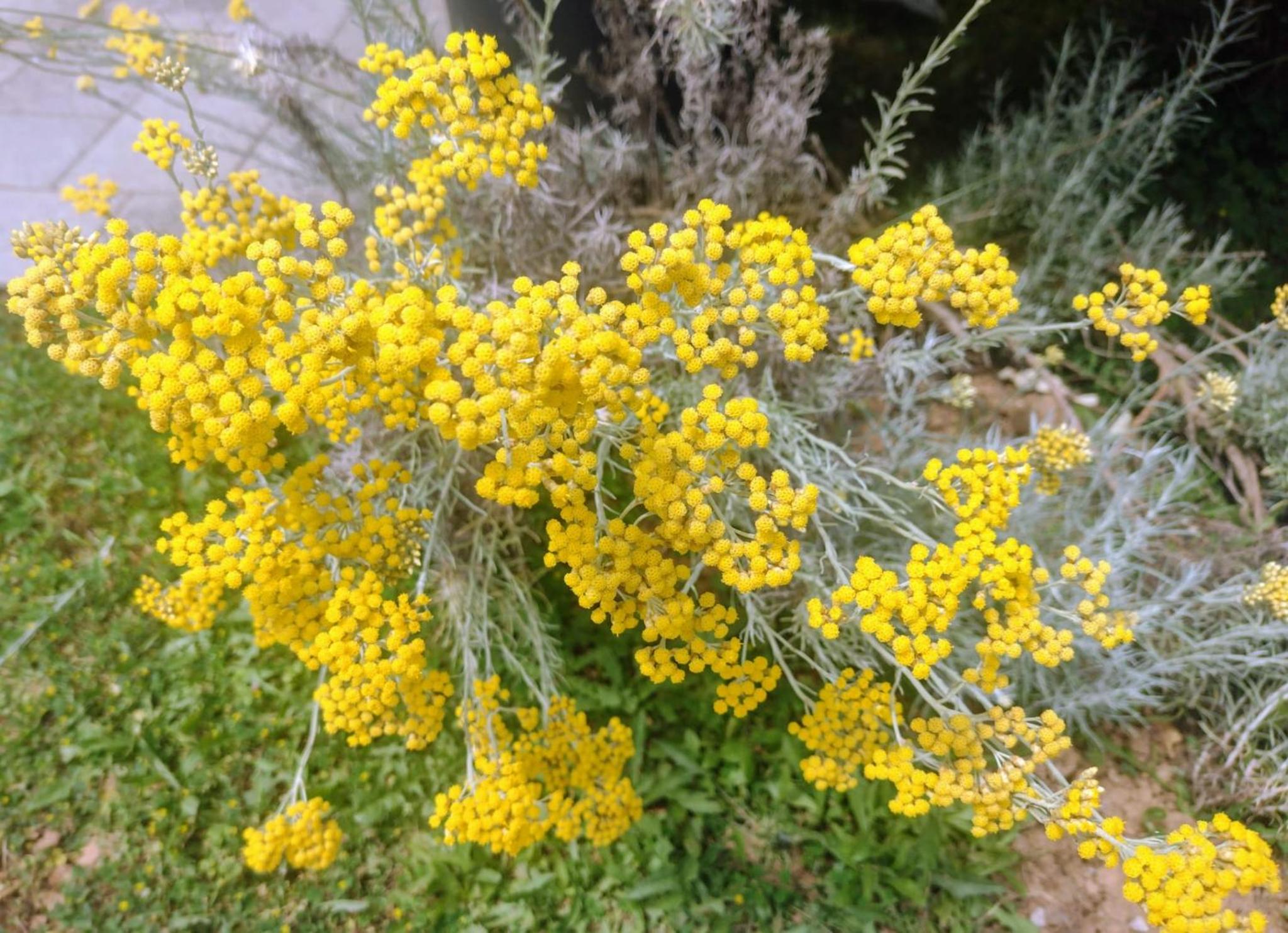 Elicriso