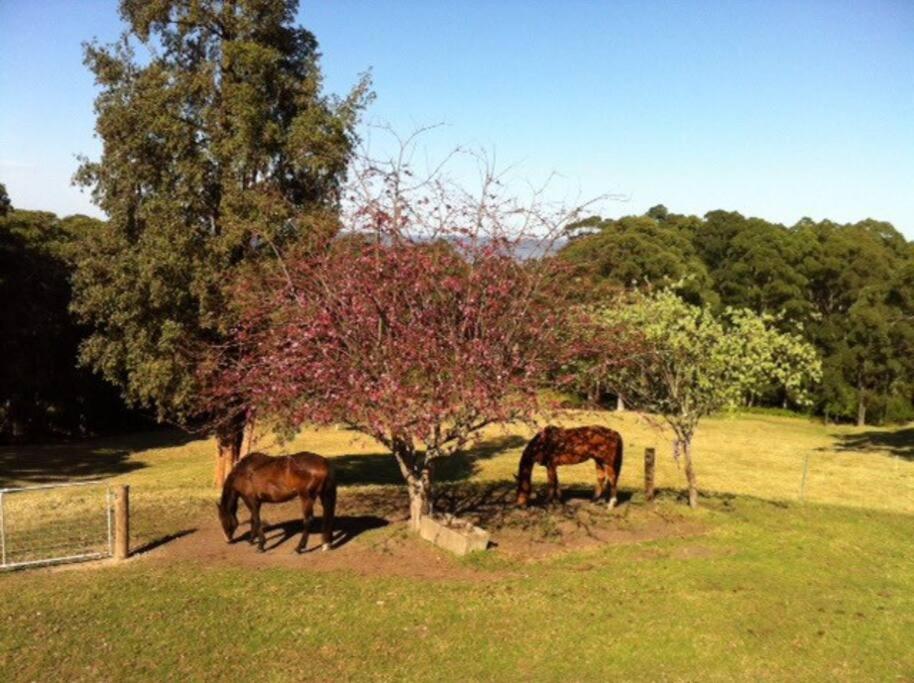 Budgong Lodge - Kangaroo Valley