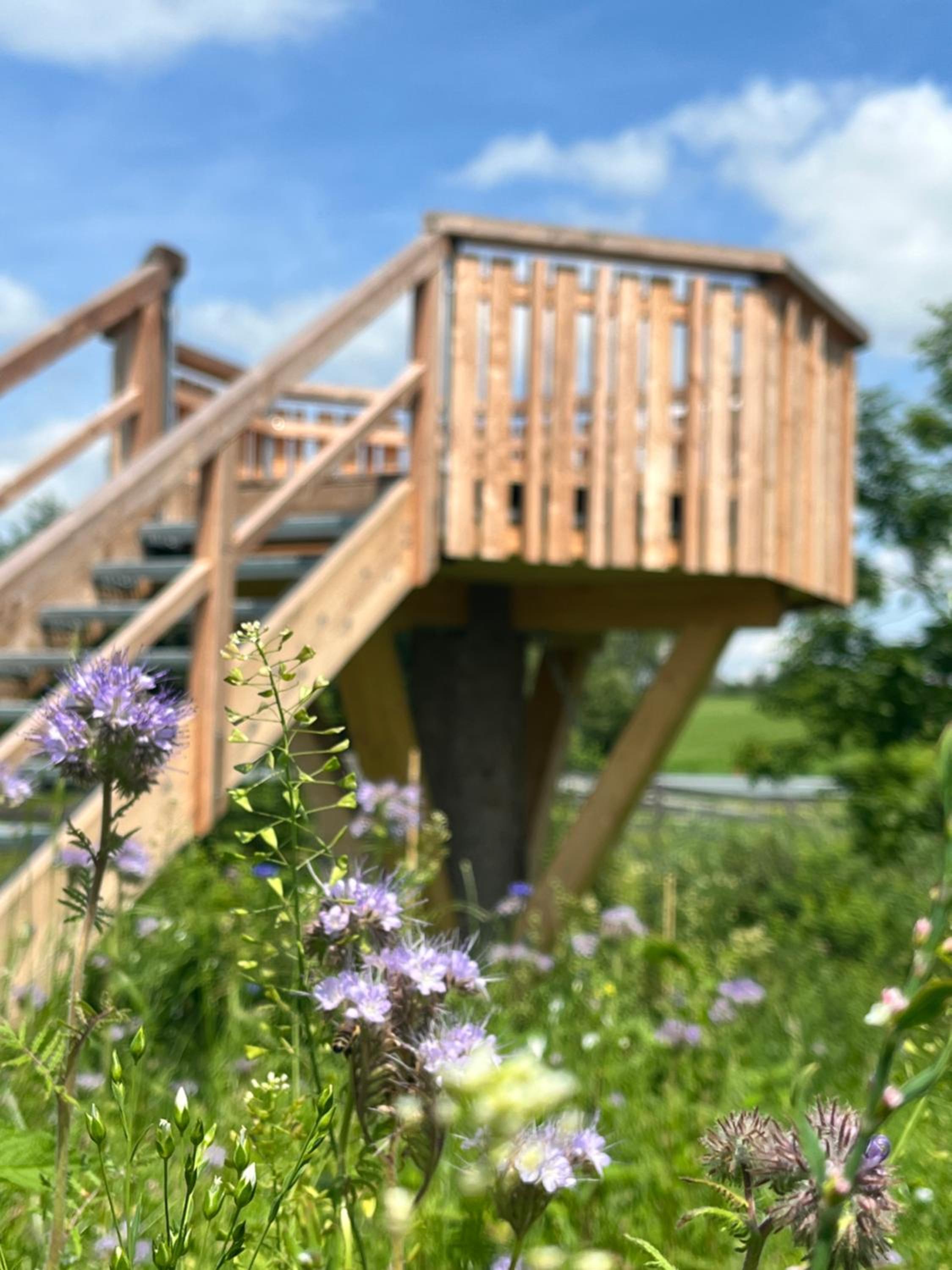 Wald ist Zukunft