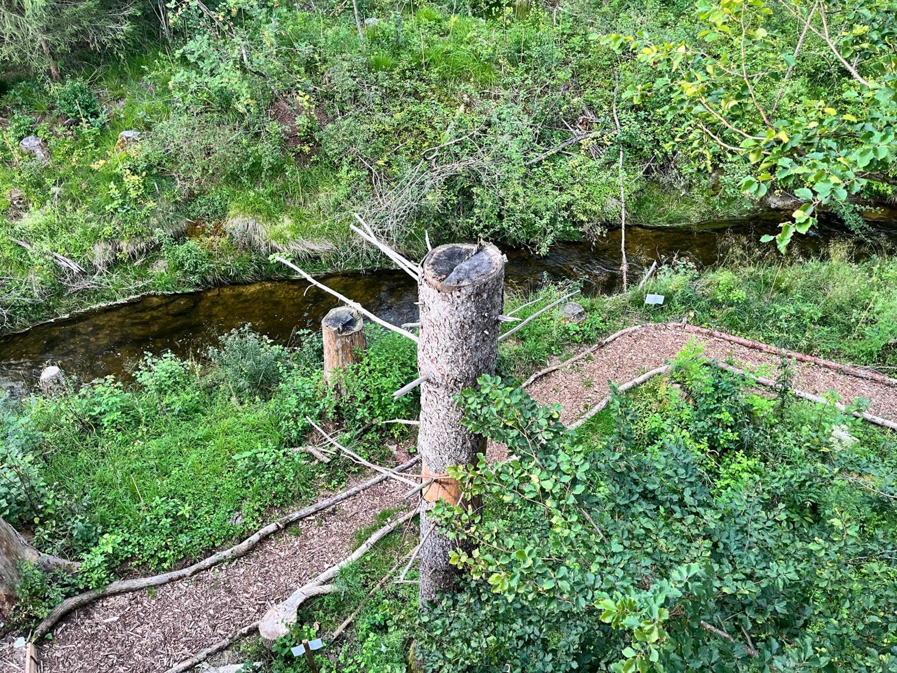 Wald ist Zukunft