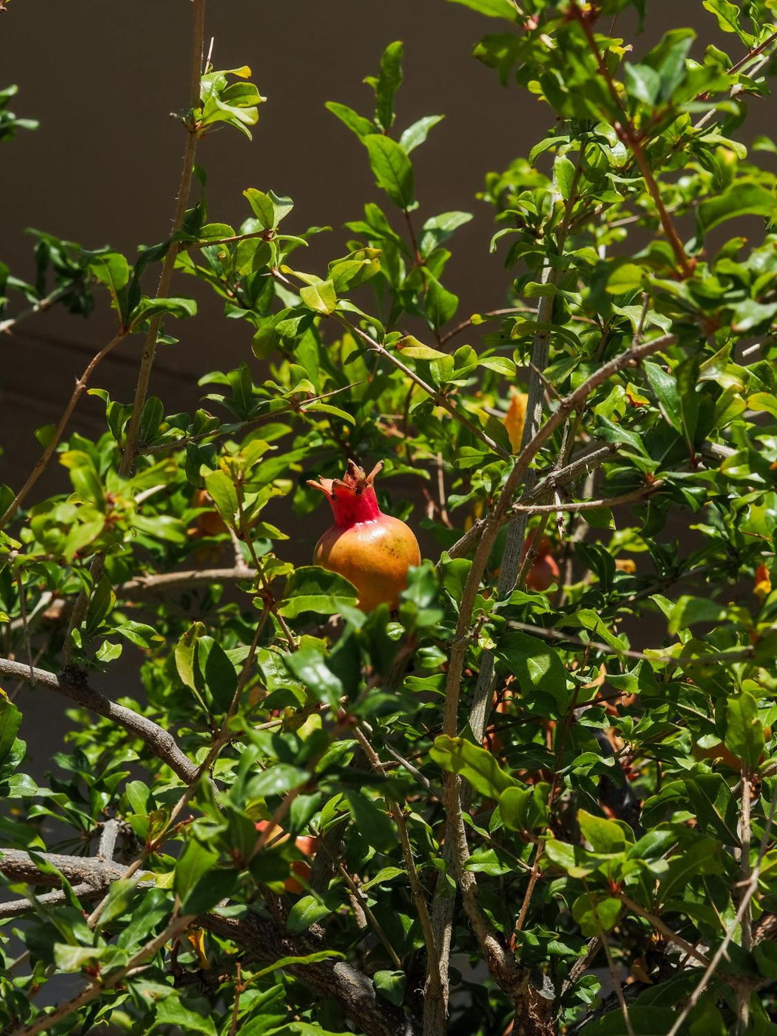 Rodi Apartment photo 4