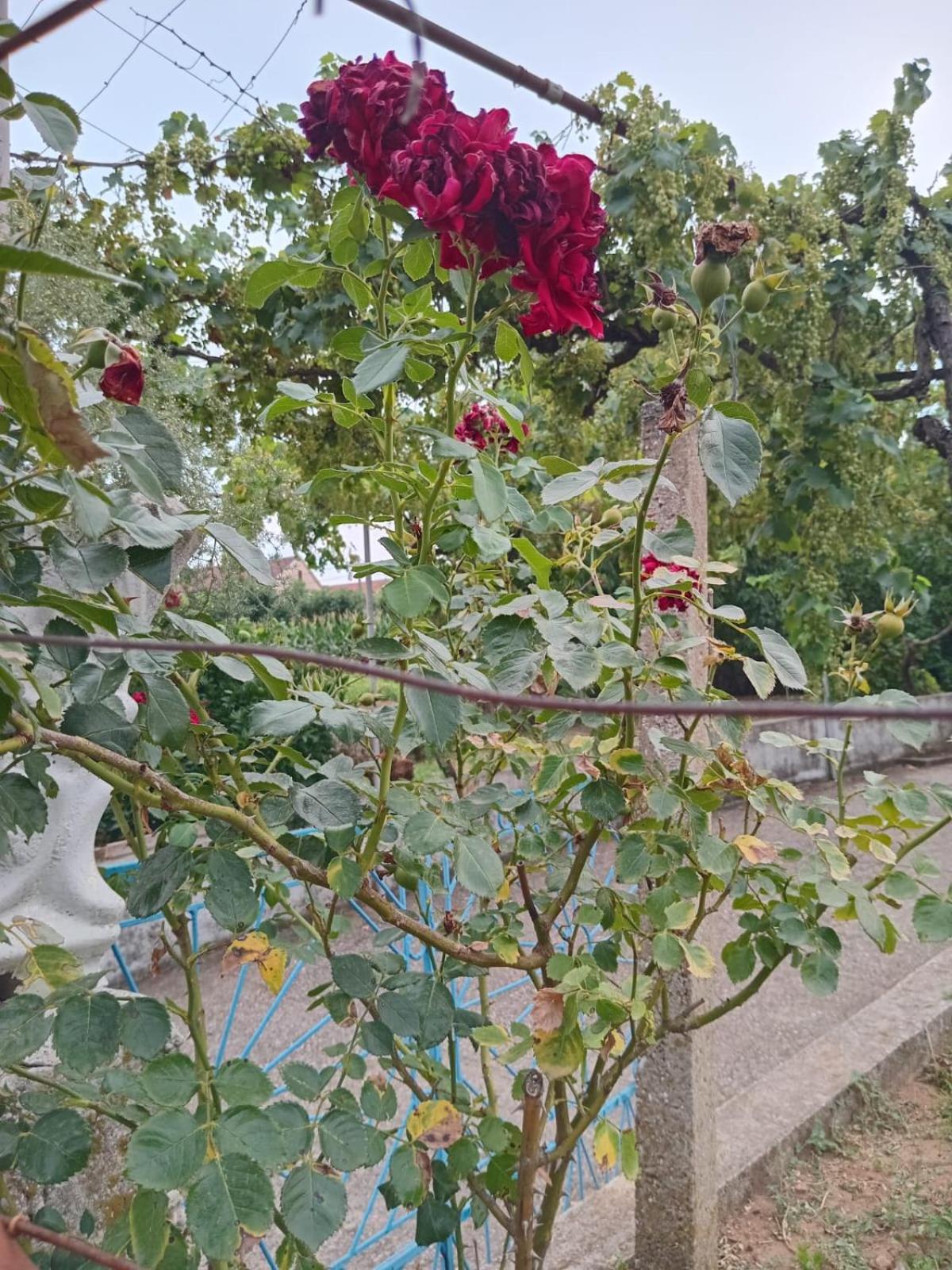 Lily Holiday House