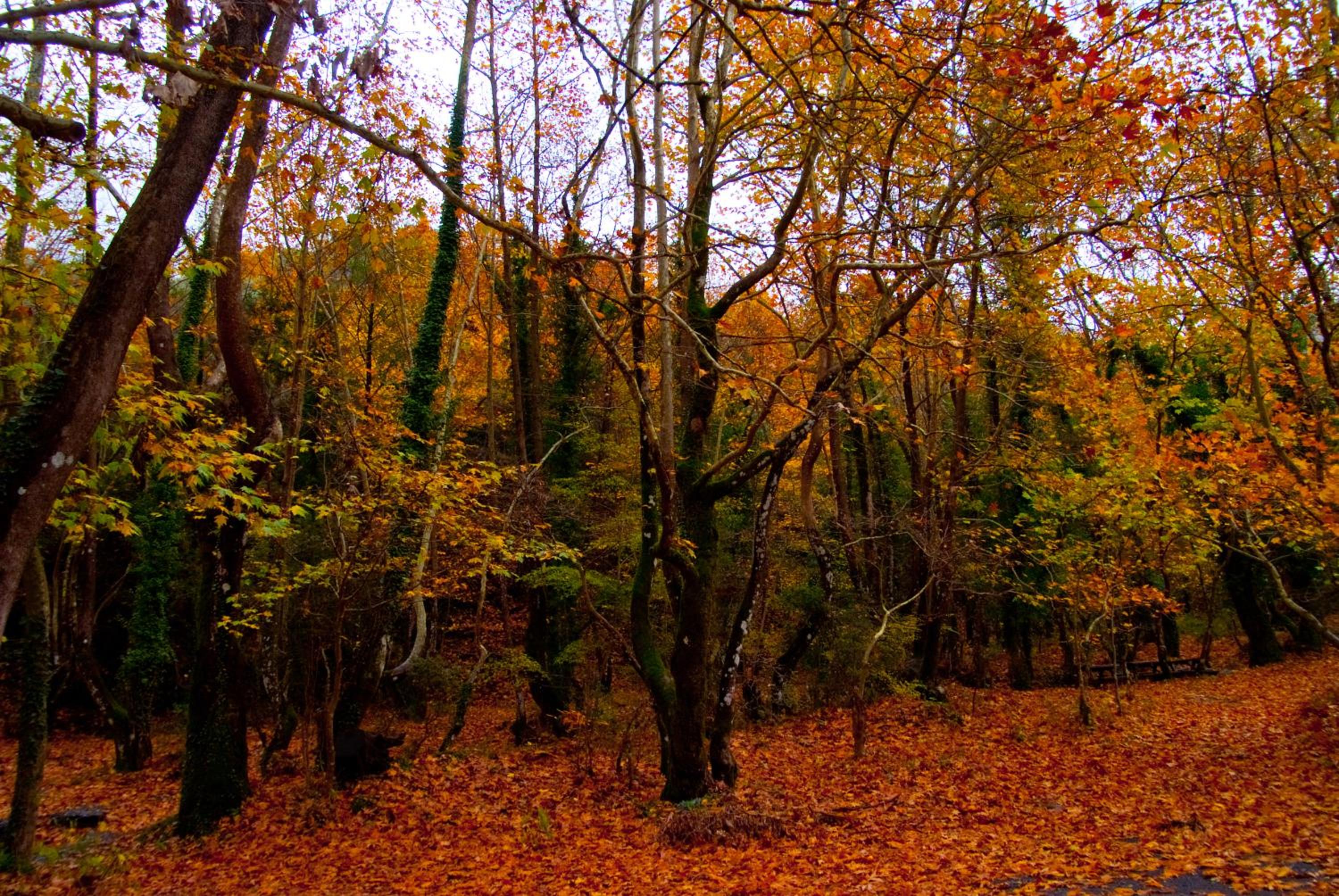 Photo 44