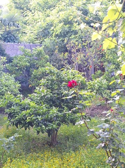 Flower House Shkodra