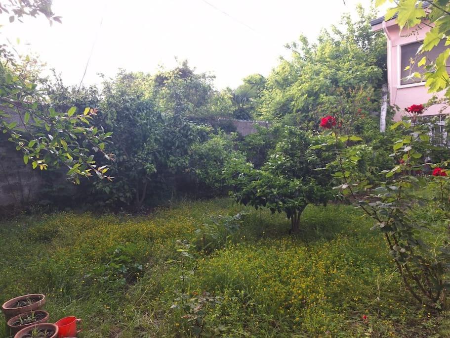 Flower House Shkodra