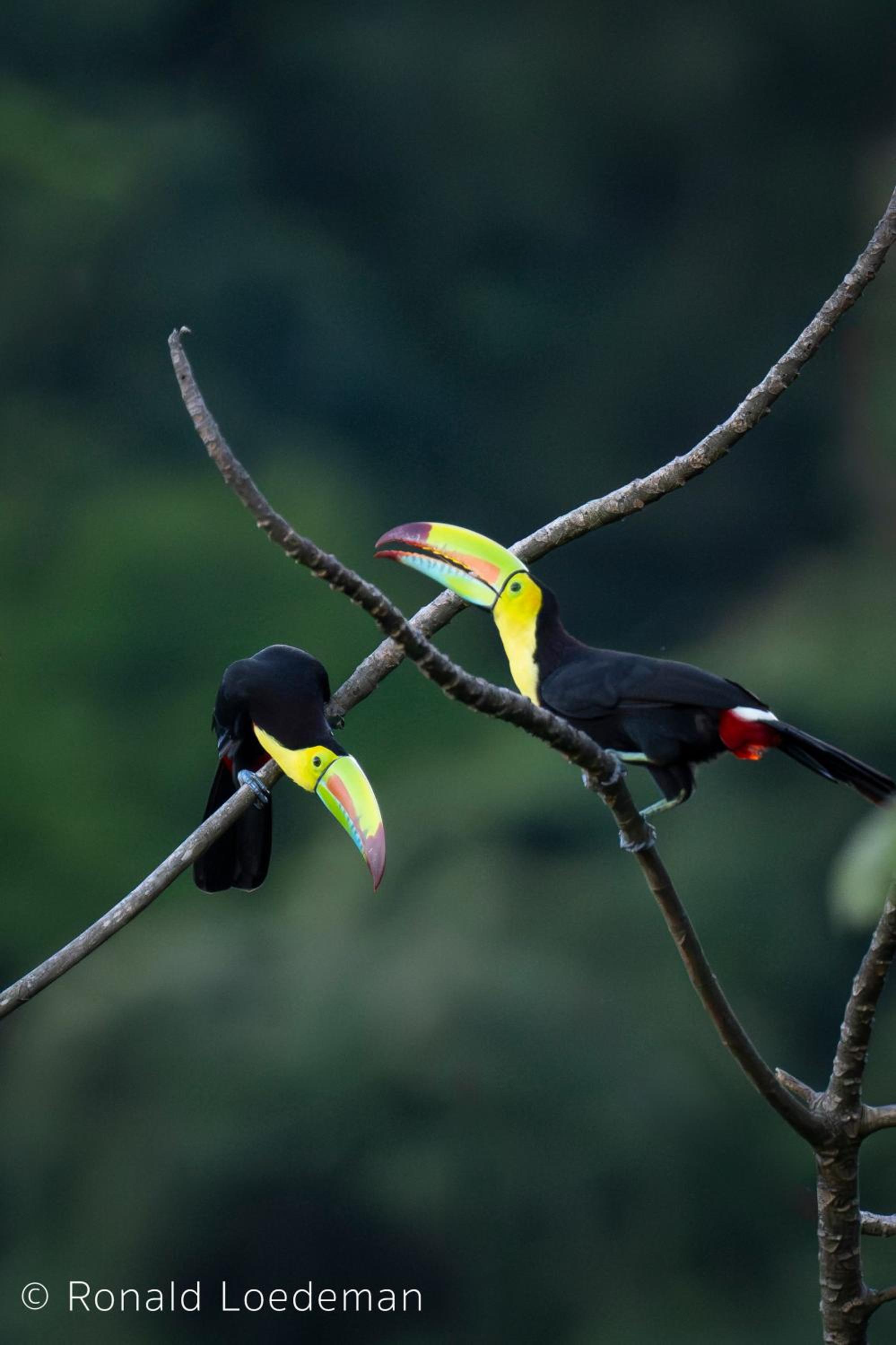 Sunset Serenata
