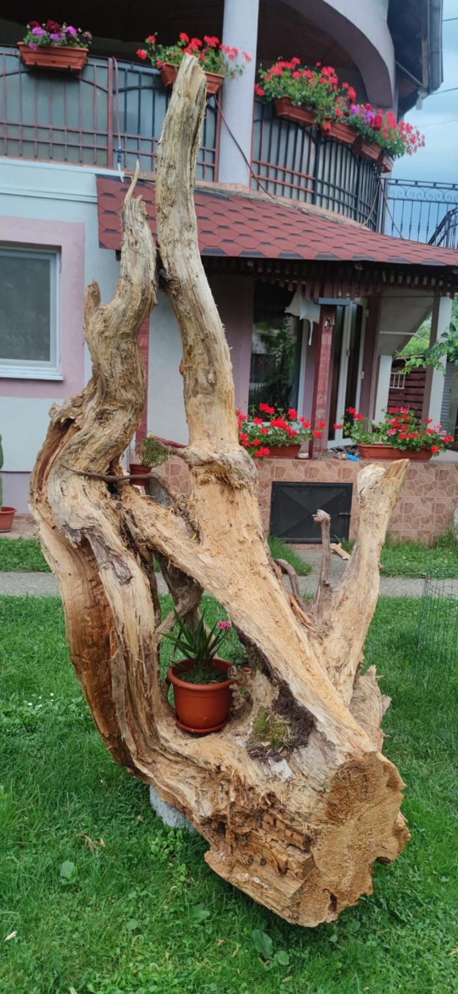 Casa cu Mesteceni Calimanesti