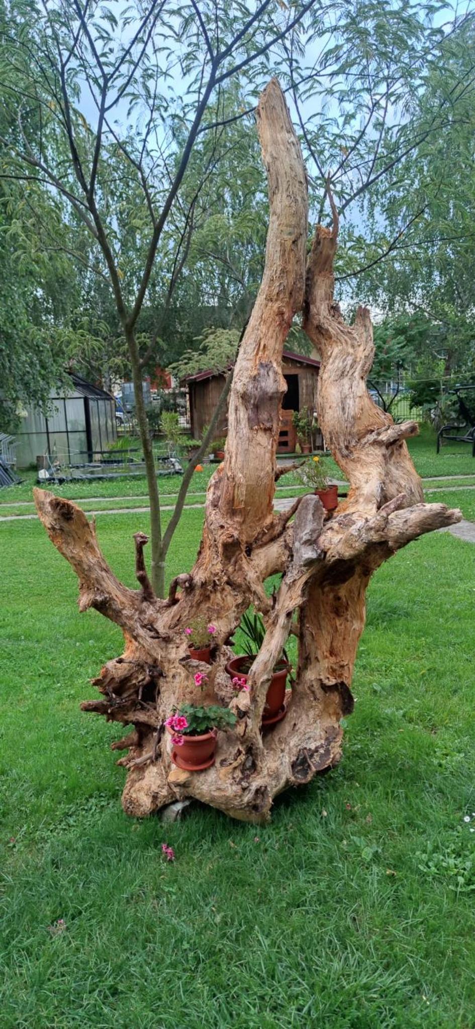 Casa cu Mesteceni Calimanesti