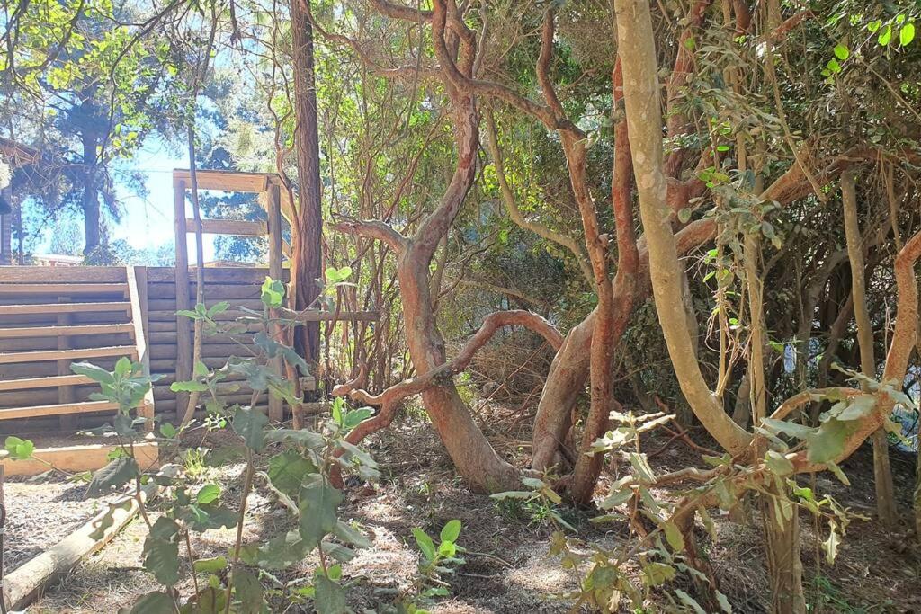 Glamping Puertecillo Surf & Camp
